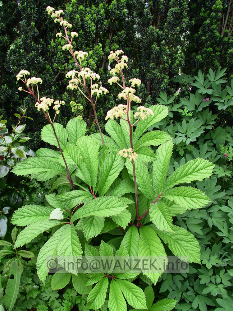 Rodgersia pinnata 08.jpg